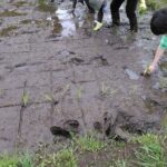 苗3本を１株として鉛筆のように持ち、泥にまっすぐに差し込みます。手を抜いた後にできた穴を泥で丁寧にふさぎます。