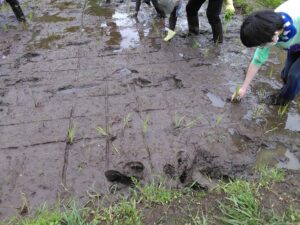 苗3本を１株として鉛筆のように持ち、泥にまっすぐに差し込みます。手を抜いた後にできた穴を泥で丁寧にふさぎます。