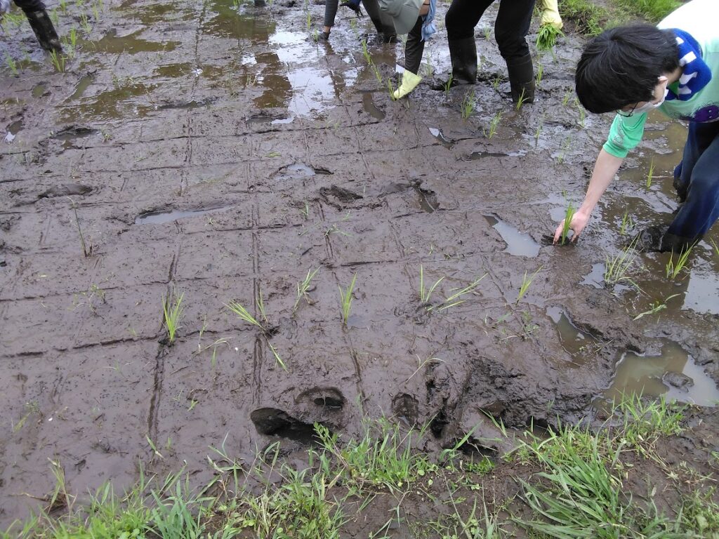 苗3本を鉛筆のように持って、泥の中にまっすぐに差し込み、手を抜いた後は泥で穴をふさぎます。